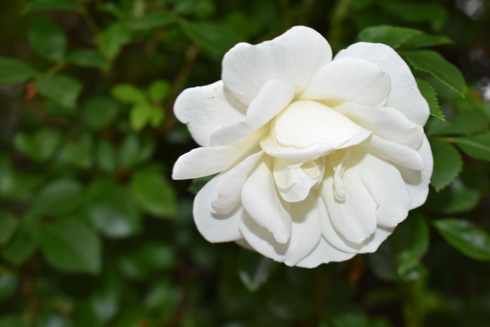 a white flower in the sunshine